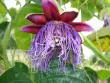 Jardin bio extraordinaire de Vieux Habitants - Guadeloupe