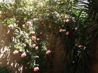 Rosiers et bulbes : tromperies sur la marchandise