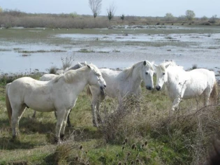 Les marais "éco-responsables" de Camargue