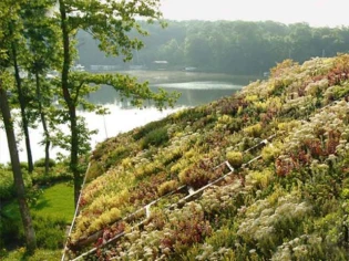 Toits végétaux : quelles plantes choisir ?