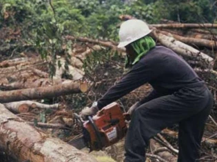 Un nouveau réseau WWF pour exploiter le bois durablement