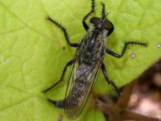 Non aux insectes dans les foyers français!