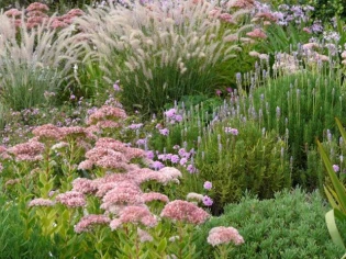 Palmarès du concours de photos Plantes vivaces