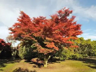 Vente aux enchères de 150 arbres rares et de collection