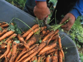 Réussir son potager en ville