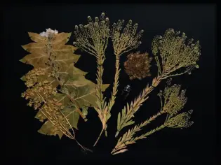 La nature s'expose au château de Chambord