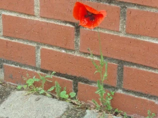 Laissons pousser sous les pavés... des fleurs