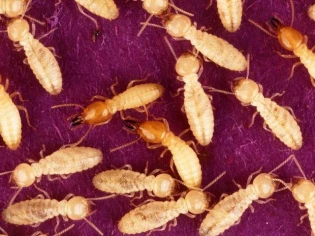 Termites : les conseils de Sentri Tech