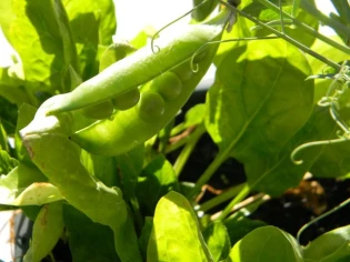 Les lauréats de 2012 du Concours "Potager de balcon"