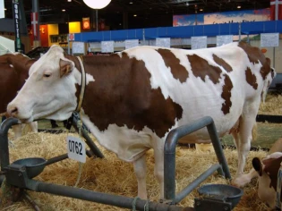 Pets et bouses de vache, au secours de l'environnement