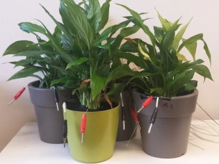 Quand les plantes aquatiques se transforment en piles électriques...