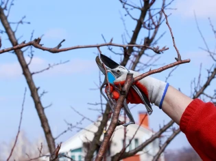 Que faire dans son jardin en février ? 