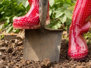 Que faire dans son jardin en novembre ? 