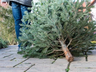 Que faire de mon sapin de Noël après les fêtes ? 