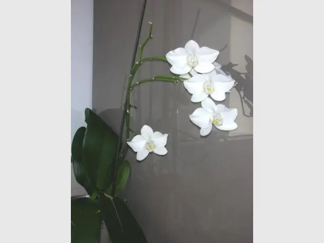 orchidee