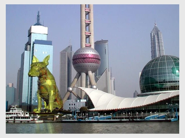 Chien jaune à Shangai