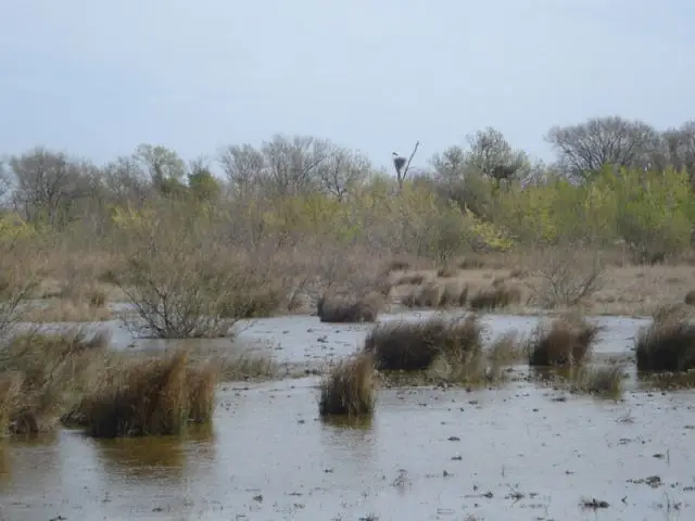 marais vigueirat