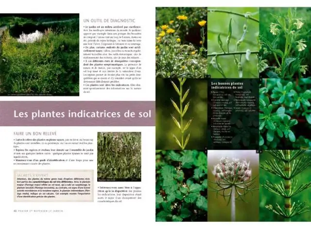 Les plantes indicatrices de sol - Truffaut du jardin écologique