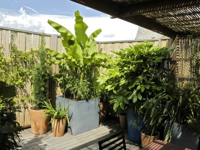 Groupes de pots - Reportage terrasse sur les toits de Paris - Sabz