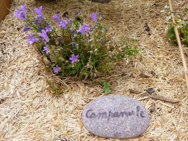 Des campanules - Jardin Curie