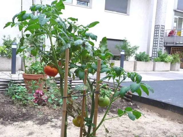 Fruits et légumes - Jardin Curie