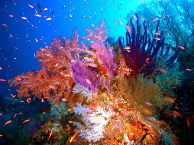 Le Parc naturel des récifs de Tubbataha - Unesco