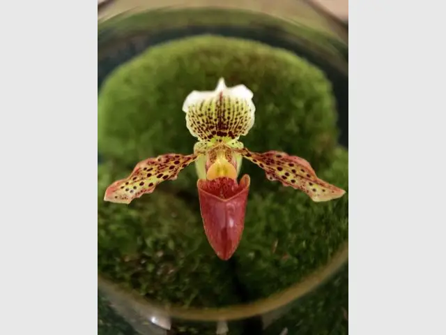 Paphiopedilum Alain Poher