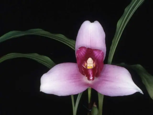 Lycaste skinneri