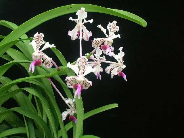 Vanda tricolor