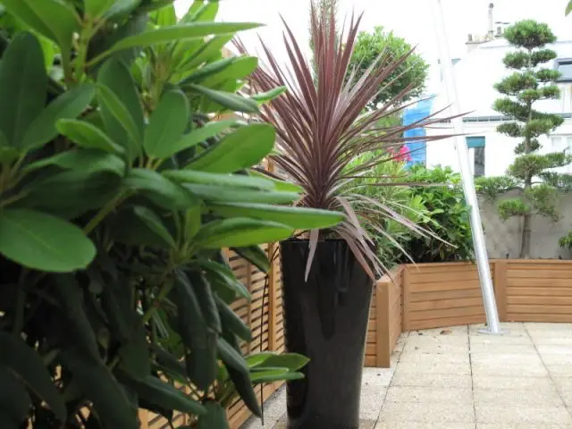 Végétation méditerranéenne - Réalisation balcon - Les Terrasses d'Ile de France