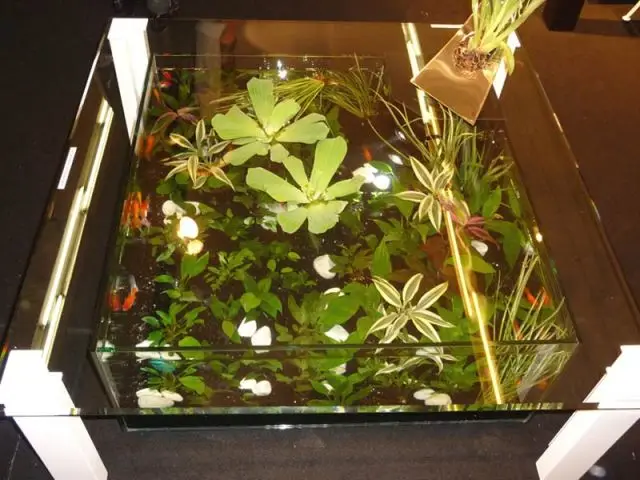 table basse aquarium