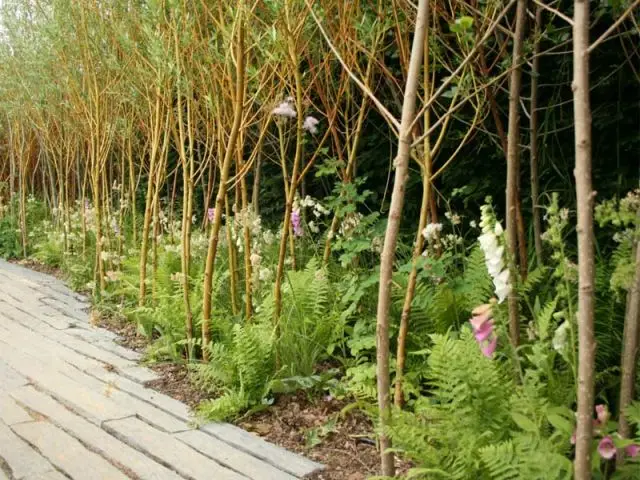 Fleurs et plantes - jardin chaumont