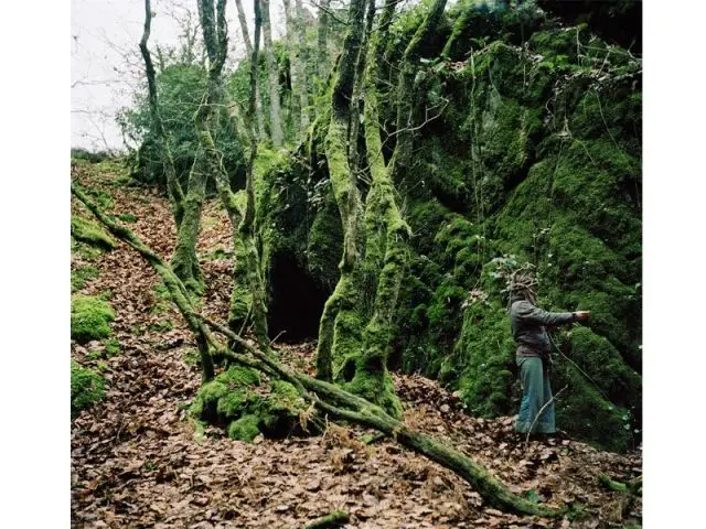 maison arbre