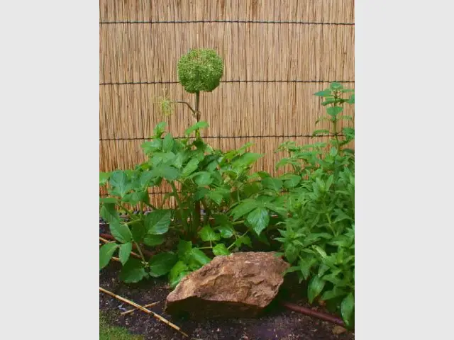 Plantes d'ombre - Reportage - un jardin urbain