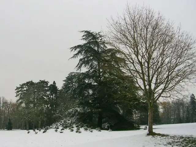 Domaine de Chaumont - Les cèdres - Val de Loire