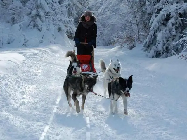 Chiens - La Camp Nicolas Vanier