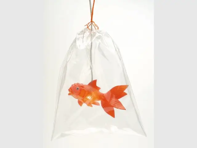 Poisson rouge - Tendance animaux