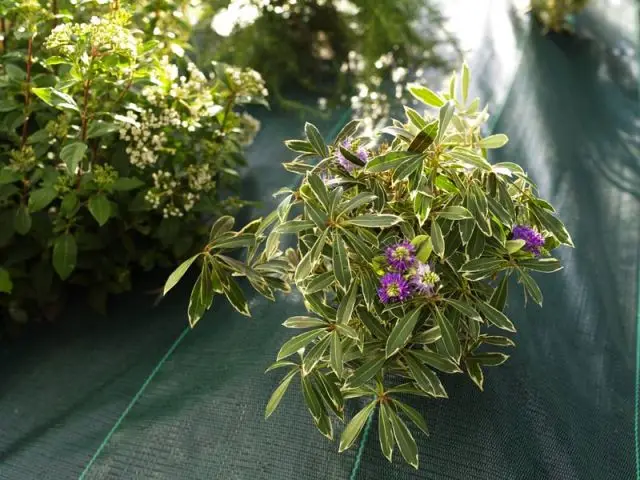 Semer des plantes et légumes résistants - Préparer son jardin au printemps