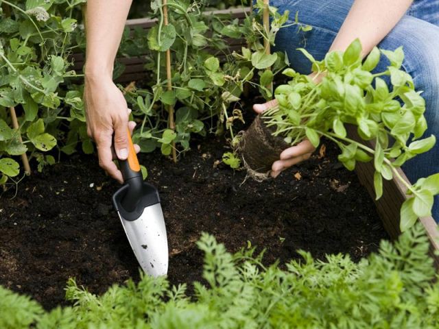 Nos conseils pour cultiver votre propre jardin bio - Rayons Verts