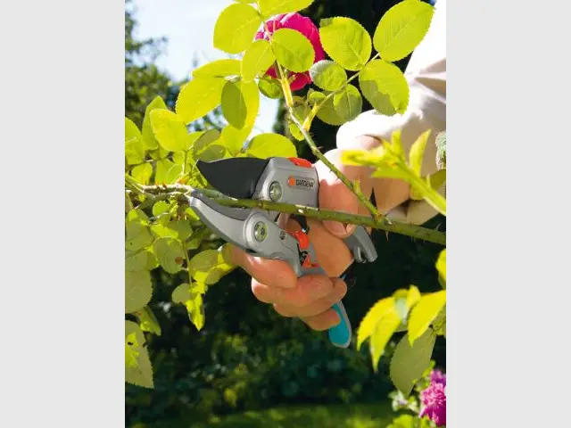 Tailler les rosiers - Préparer son jardin au printemps