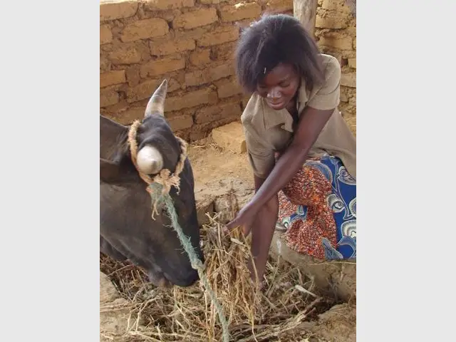 Solidarité - Un sapin chez vous, une ferme au Sahel - Noël solidaire