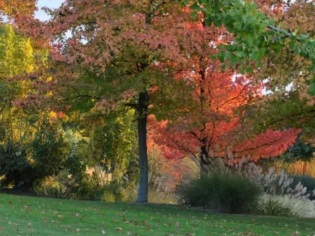 Initiative botanique 2012 - Jardin du Bois Marquis - Jardin de l'année 2012