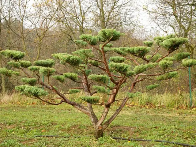 Les essences concernées - tailler ses arbres