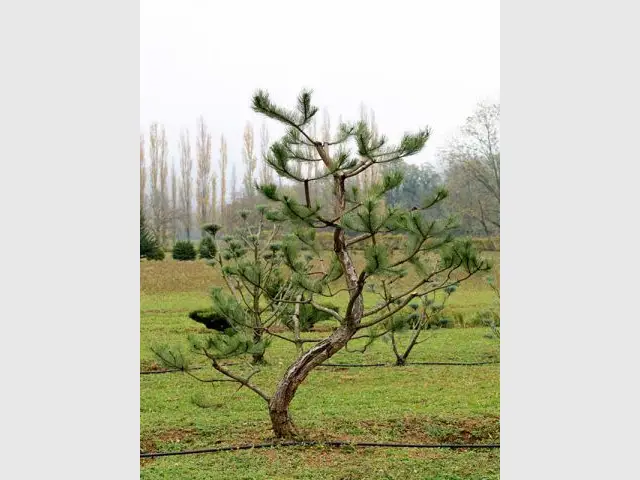 L'entretien des outils - tailler ses arbres