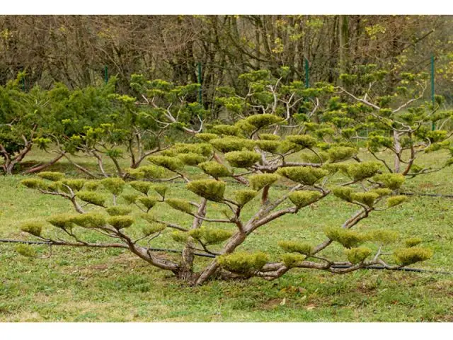 La technique de taille - tailler ses arbres