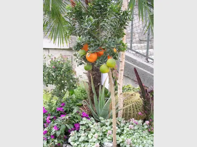 Le jardin de Majorque de Marina Carrère d'Encausse et Michel Cymès (suite) - Jardins Jardin 2012