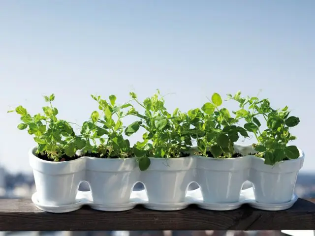 De la lumière, mais pas de soleil - Dix conseils plantes vacances