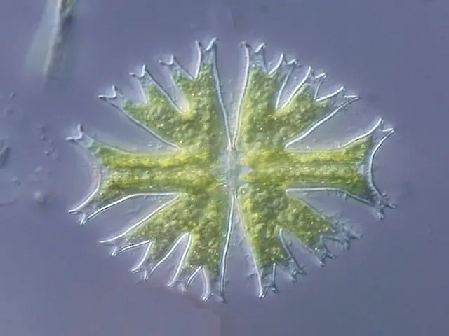 Chlorophyte