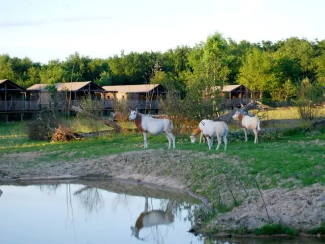 Les animaux autour des lodges - Les Lodges du PAL