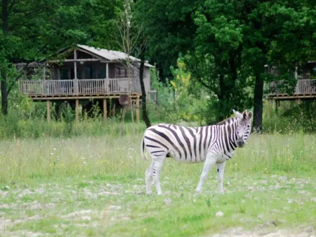 Un zèbre se promenant près d'un lodge - Les Lodges du PAL